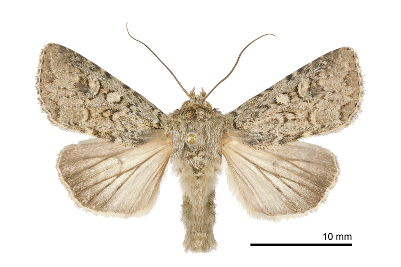 Mythimna plantei Male